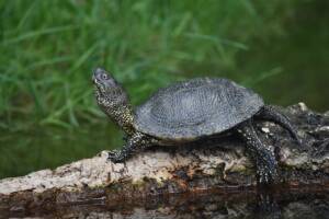 Marsh turtle in Pribuzhskoe Polesie