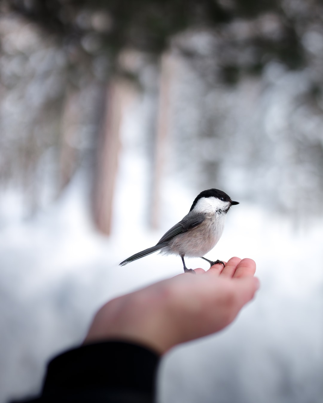 Правила подкормки птиц зимой — Прибужское полесье